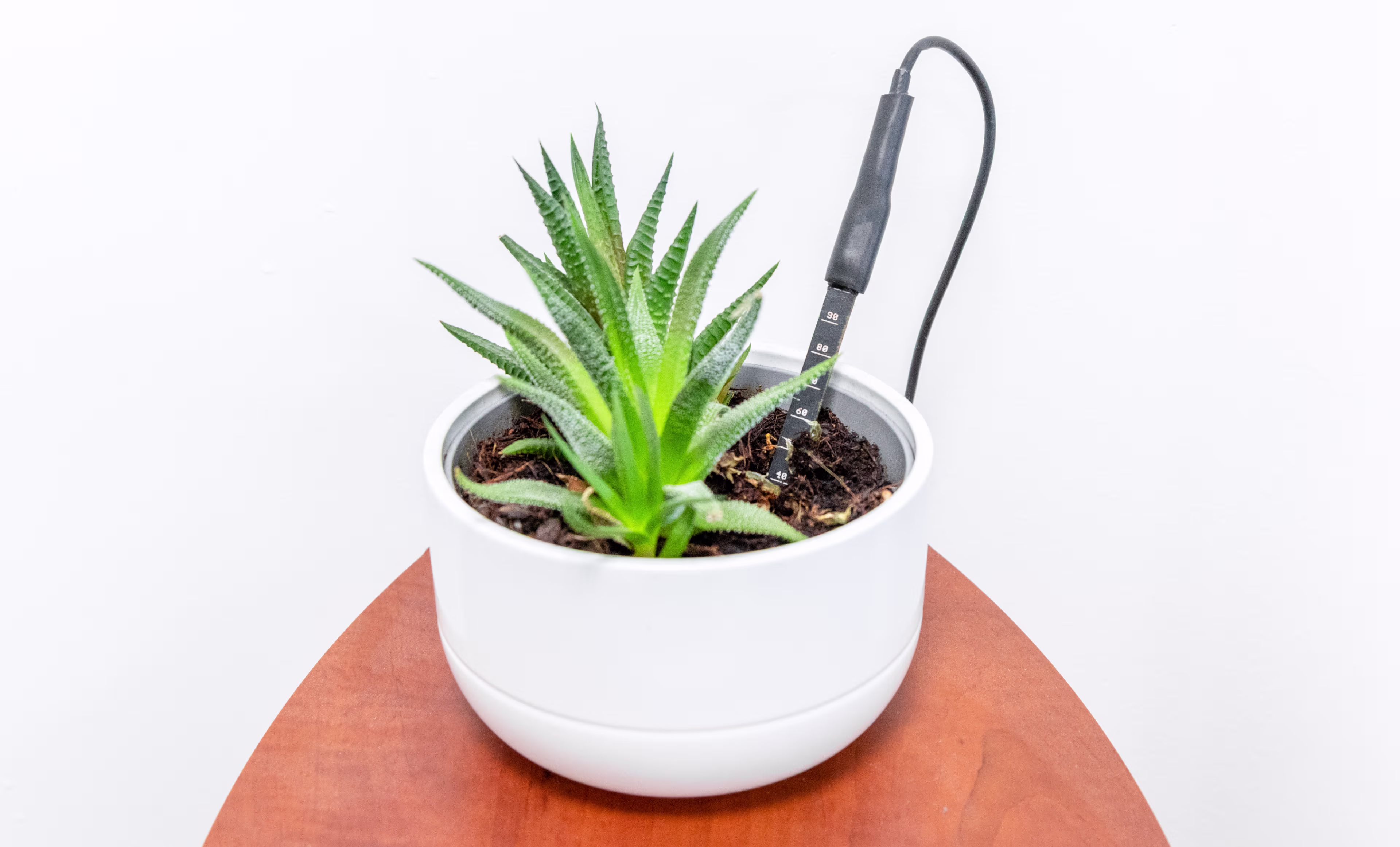 Summer in Control: Keep Your Plants Watered with the HARDWARIO Soil Sensor