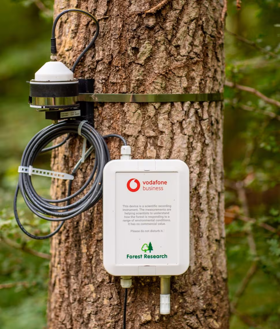Jednotka CHESTER s NB-IoT pripevnená na kmeni stromu pre monitoring lesnej klímy